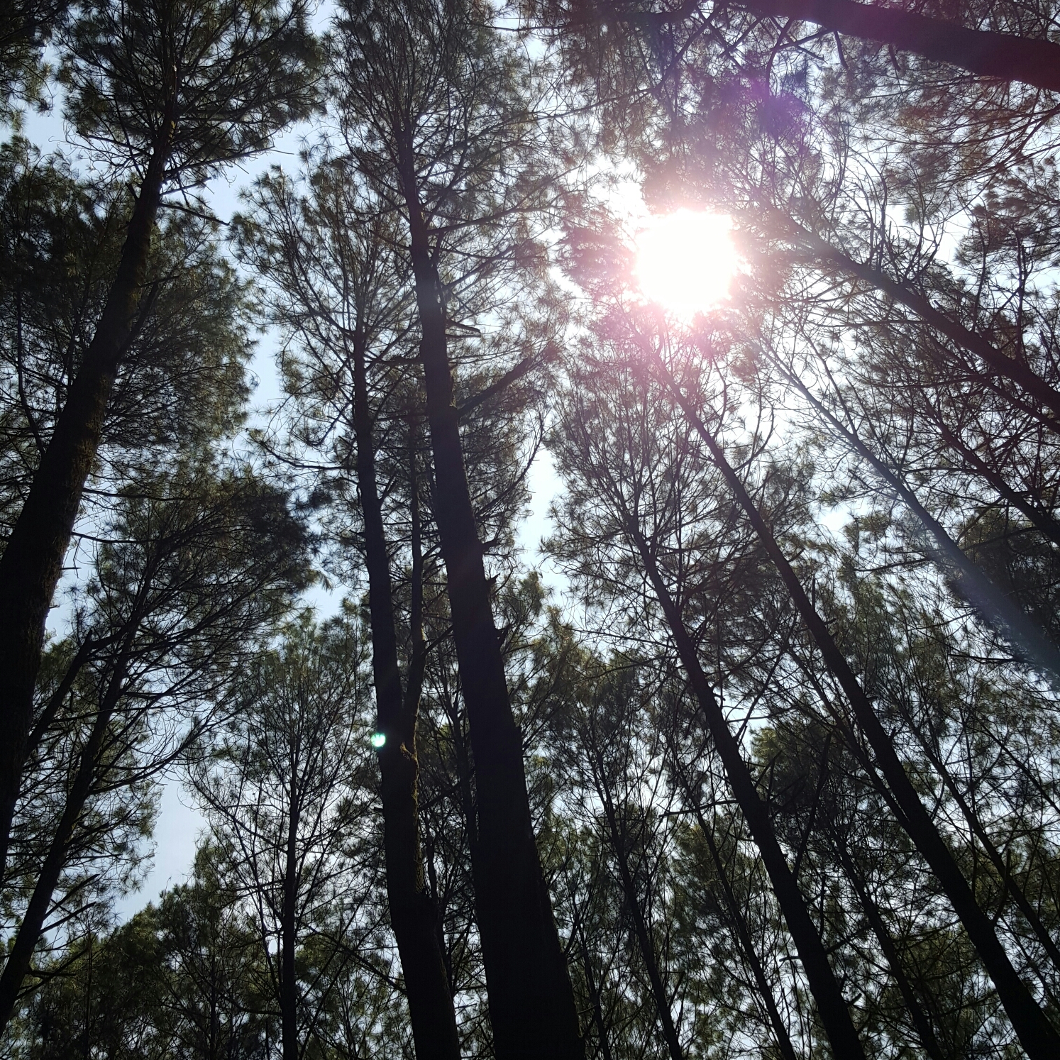 Pemandangan Hutan Pinus Foto Dunia Alam Semesta INDONESIA